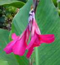 Canna ehemanni